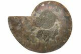 Cut & Polished Ammonite Fossil (Half) - Madagascar #208673-1